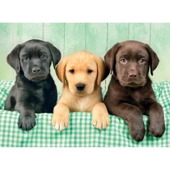 Legpuzzels> Clementoni Puzzel 1000 stuks Labrador pubs 3 kleuren compact