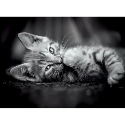 Legpuzzels> Clementoni Puzzel 1000 stuks kitten compact