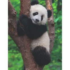 Legpuzzels> Ravensburger puzzel panda en koala 2 x 500 stukjes