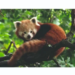 Legpuzzels>Ravensburger puzzel schattige rode panda 500 stukjes