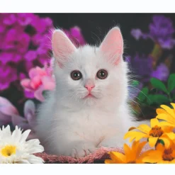 Legpuzzels>Ravensburger puzzel schitterend katje 100 xxl